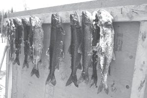 The wall of fish in the contest looked good this year, with a nice range of sizes.