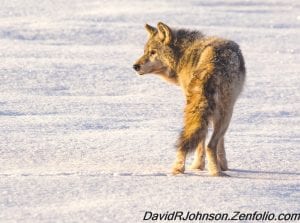 With fewer than 10 wolves left on Isle Royale, the fact that two wolves crossed an ice bridge and spent five days on the island was exciting. Unfortunately the two wolves decided to return to the mainland. This old wolf, caught on camera by local photographer David R. Johnson, was on the mainland and is not one of the wolves that took the 14-mile journey across the ice.