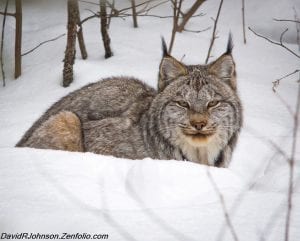 A rare, but beautiful sight in the northland, the Canada lynx, Lynx Canadensis. These lovely creatures are larger than the more commonly seen bobcat and are easily identified by their tufted ears.