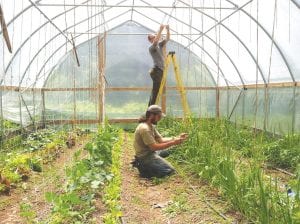 Nick Wharton (front) of Good Nature Farms and Woody Gilk, put up strings for tomato plants in a high tunnel on the farm last spring. Good Nature Farms is one of the CSAs in Cook County providing fresh produce to their subscribers.