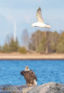 Stay away! Photographer David R. Johnson of Grand Marais caught this interesting tableau on Lake Superior’s rocky shore last week. Although the majestic bald eagle is the symbol of our nation, this gull was not at all pleased to see the young eagle in its territory.