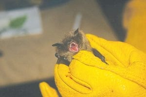 A fungus that causes “white nose syndrome” has devastated the northern long-eared bat population in some eastern states and was discovered in two places in Minnesota in 2012. The bat was recently placed on the “threatened status” list by the U.S. Fish & Wildlife Service which will give researchers time to find a cure while still allowing construction and logging to take place in the summer months.