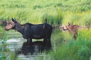 Citing his deep concerns with the growing number of moose that have died soon after being captured and radio-collared, Minnesota Governor Mark Dayton suspended all capture/collaring efforts by DNR wildlife research scientists “immediately and indefinitely.” It is getting harder and harder to see moose like this cow and calf photographed in a Gunflint Trail pond. The DNR reports that Minnesota’s moose herd has fallen from 8,840 in 2006 to an estimated 3,450 in 2015.