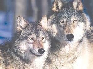 With only three wolves remaining on Isle Royale and the moose numbers rapidly increasing, some wildlife researchers are asking for wolves to be reintroduced to the island by the National Park Service to restore a healthy predator/prey balance. Without this being done, it is feared the moose will over browse the vegetation, damaging the ecosystem and then starve when they run out of food.