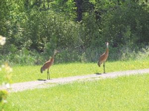 Mike Schelmeske of Grand Marais was treated to this surprising sight at his house on County Road 44. Not just one, but two sandhill cranes landed in his yard. He was able to watch them for over an hour before they disappeared.