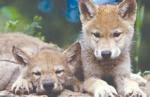 Wolf pups as young as these are entirely absent from Isle Royale National Park. With only three wolves left, it is unlikely anyone will hear the plaintive howl of a young wolf anytime soon on the island unless the National Park Service chooses to reintroduce them.