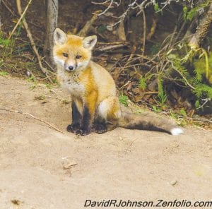 David Johnson of Grand Marais has been having a great week watching a family of foxes. This adorable fox kit is one of three in a den in the Grand Marais area.