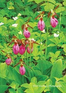 This beautiful photo by local photographer Paul Sundberg was taken of the pink lady’s slippers at Cascade State Park last year. Unfortunately, the flowers are now gone.