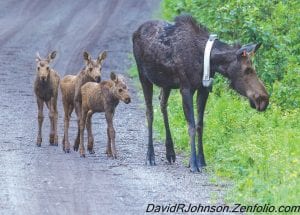 Although Governor Mark Dayton called a halt to the Minnesota Department of Natural Resources moose-collaring program in April 2015, there are still moose bearing the radio collars. This moose cow is being monitored as she oversees her trio of calves.