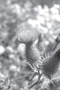 A wildflower walk with the Cook County Invasives Team will help participants identify native—and nonnative—plants like this pesky thistle.