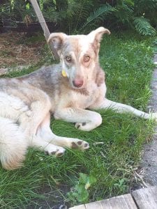 Bode, a 2-year-old husky mix, has been missing in the Tofte area of the Boundary Waters Canoe Area since June 28. He has been spotted several times at the canoe portage between Burnt and Smoke lakes. The family hopes someone will be able to catch him.