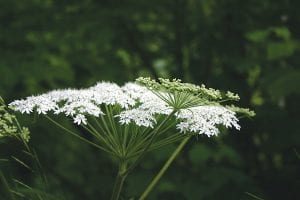 Recently someone took the flowering tops off of all of the cow parsnips along the handicap accessible trail at Sweetheart’s Bluff. While the flowers will regrow, it is best to leave them for the throngs of hikers who daily stroll through the woods to enjoy.