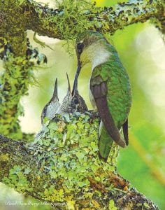 Grand Marais photographer Paul Sundberg was able to get a photo of an extremely rare and beautiful sight, a ruby-throated hummingbird nest. Paul has watched the female feed the babies several times from afar. He said the mother feeds her young about every half hour. The nest was found by David Brislance of Grand Marais who was happy to report that when he checked the nest on July 13 the young birds had “fledged.” David said they were out of the nest, perched on a nearby branch.