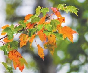 It may seem that it is too early, but the folks who have been traveling Cook County’s back roads are seeing red—and yellow—and orange. The leaves are starting to turn, startling some and delighting others, like Grand Marais photographer David Johnson who took the opportunity to create a beautiful picture.