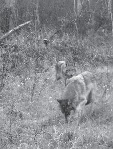 Few animals are as good at hunting as wolves, which often hunt in small packs. With wolves spotted once again in Grand Marais, remember to keep an eye on your pets when you let them outside. Gary Siesennop caught this pair on his game camera just a few miles outside of the Grand Marais city limits.