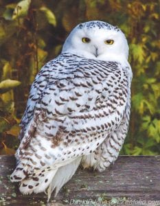 Grand Marais had a visit from a snowy owl on October 23. A number of people shared photos of the bird, but this is probably the nicest, submitted by David R. Johnson of Grand Marais. He caught it resting on a fence at the Grand Marais Recreation Park.