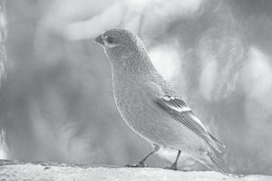 Birders across the county are invited to take part in the 2015 Christmas Bird Count to record the birds of Cook County, like this pine grosbeak.