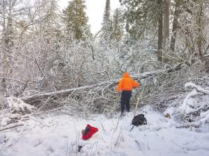 High winds took down trees all over the county last week, blocking roads and trails, like this big pine in the Hovland area.