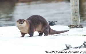 Grand Marais photographer David R. Johnson had a wonderful time last week capturing the energetic river otters at work and play in the harbor and along Lake Superior’s shoreline. Bundle up and head down to the waterfront, you may see them yourself.