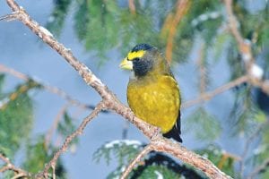 The Evening Grosbeak was one of the many birds seen during the annual Audubon Christmas Bird Count, held on Saturday, December 19.