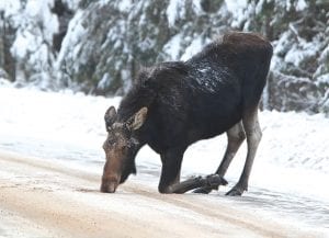 Slow down, Cook County. Winter weather has arrived and with it, snowplows spreading sand and salt to help drivers on slippery roads. However the salt also draws area moose seeking to add the mineral to their diet. David Brislance and his family traveled up the Gunflint Trail on Christmas day and enjoyed watching this moose cow treating the Trail like a giant salt lick. See more about our winter moose on page B7.