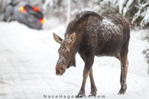 This moose cow, focused entirely on snacking on road salt, seems oblivious to the excitement around her as local photographer Nace Hagemann snapped her photo. The moose wasn’t even distracted when a vehicle slid off the road behind it.