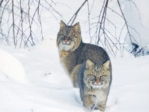 These young bobcats have been hanging around the home of Jennifer and Darin Fagerman in Grand Marais. They have stolen suet balls from bird feeders and have been seen taking cat naps on the deck.