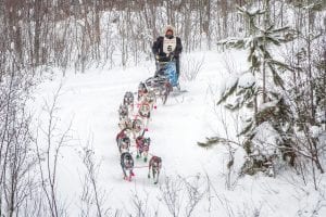 The trails were fast in the 2016 Gunflint Mail Run. Matthew Schmidt of Mush Lake Racing rounds a bend on the scenic trails on Saturday, January 9. Schmidt, of Grand Marais, finished second in the 12-dog race. See more of the Mail Run on page A3.