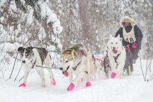 First-time Gunflint Mail Run entrant Dusty Klaven with Klaven’s Crazy K9s of Togo, Minnesota came in first in the 70-mile, 8-dog race in 5:42:44. Although new to the Mail Run, she has raced in the White Oak Classic, Wolf Track Classic, Apostle Islands Sled Dog Race and the John Beargrease Mid-Distance Race. Klaven hopped on and off the sled and jogged along to help her dogs.