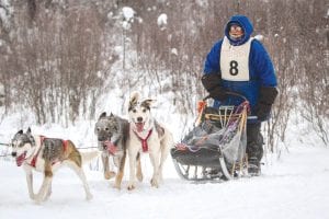 Ward Wallin, who operates Silver Creek Sled Dogs in Two Harbors with his wife, Colleen, took first place in the Gunflint Mail Run 12-dog race, finishing in 9:36:33. His dogs were full of energy on the trails.