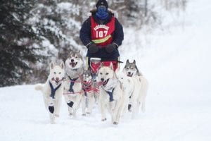 There are many great opportunities to see happy dogs and mushers like this team on the John Beargrease Sled Dog Marathon route. Bundle up and head to a checkpoint to see the racing action.