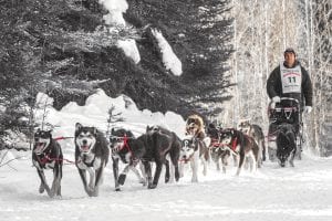 The historic John Beargrease Sled Dog Marathon always has many stories. The 2016 event was no different. Nathan Schroeder of AnderTier Racing in Warba, Minnesota won his fourth John Beargrease Marathon.