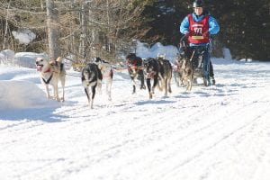 Mid-Distance winner Martha Schouweiler and her energetic team looked strong at the start of the Beargrease on Sunday, January 31.