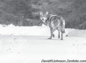 North Shore residents are becoming accustomed to seeing wolves like this one. Although the wolf population in Minnesota has grown in recent years, wolf researchers John Vucetich and Rolf Peterson report that the wolf population on Isle Royale has dwindled to two.