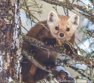 David R. Johnson of Grand Marais enjoyed watching this playful pine marten recently. The photographer is lucky, more often only tiny footprints are seen of these critters.