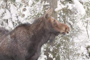 Although this is a fine, healthy specimen of a moose, many in the region have been dying and wildlife researchers are in a race to figure out what is killing Minnesota’s iconic moose before they are all gone.