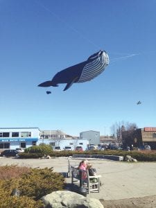 Visitors to Grand Marais were amazed by the sight of a life-sized whale hovering over the harbor town on Saturday, March 12. The whale was a kite belonging to Larry Day of Clear Lake, Iowa, who has visited Grand Marais several times with interesting kites. Kids of all ages stopped and stared at the whale and its accompanying scuba diver floating overhead.