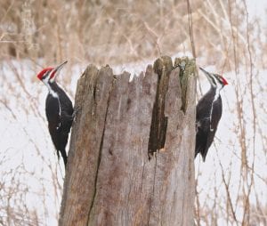 Spring is in the air! David Brislance of Lutsen saw one pileated woodpecker “drumming” on this stump on March 28. Shortly after, another joined it, responding to the call for romance.