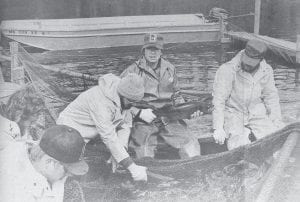 Another season of milking walleye was under way at the far end of the Gunflint Trail on Cross River in April 1981. Shown here are Department of Natural Resources Fisheries staff as they work to obtain the hundreds of thousands of eggs for hatching and eventual restocking. The purpose of the project is to augment the natural reproduction of walleye.