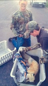 Andrew Lashinski (left) and Jaret Baker did their best to rescue this injured red fox. They hoped it could be rehabilitated, but Wildwoods Wildlife Rehabilitation found that its injuries were too severe.