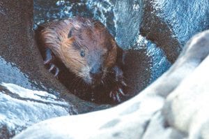 The hike along Cascade River is always enjoyable but Lorrie Oswald of Grand Marais had an extra treat on May 6 when she paused to relax at the mouth of the river. This beaver started to crawl out of Lake Superior onto the rocks near her. However, after it spotted her, it slowly turned around and submerged again. She watched it for several minutes as it kept checking to see if she was gone.