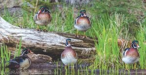 Grand Marais photographer David R. Johnson enjoyed watching this gathering of wood ducks on May 20. The distinctive waterfowl with the iridescent green, helmet-shaped head is most often found in wooded swamps, beaver ponds and small lakes.