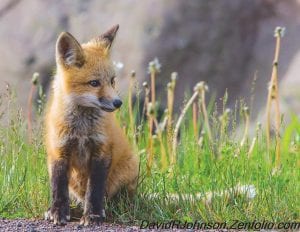 Although many people would say this is a fox kit, according to the Minnesota Department of Natural Resources, a young fox is a pup. Whatever it is called, the animal looks right at home in this field of dandelions.