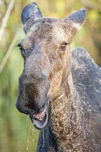 The Center for Biological Diversity has petitioned the U.S. Fish and Wildlife Service to add Minnesota’s moose—like this cow spotted in the Gunflint Trail area last week—to the animals protected under the Endangered Species Act.