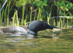 David Brislance of Lutsen had an interesting loon encounter last week while paddling a Gunflint Trail lake with a friend. He saw this loon apparently disposing of a broken egg, diving to bury it.