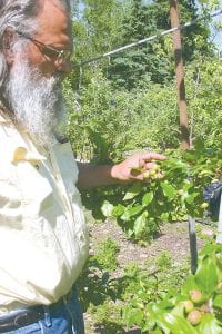 Ray Block examines some of the apples already growing on his apple trees at his orchard on the shore of Lake Superior. Block has been instrumental in starting many new apple orchards in the county over the last couple of years.