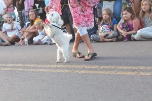 Ruffles the Maltese was not only adorable, she performed for the crowd, earning her girl the Best Handler award for tiny dogs.