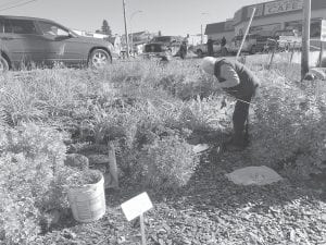 In 2014, the Grand Marais Garden Club received a “Great Place Project” grant to “reclaim and plant” in the triangle between South of the Border Café and Buck’s Hardware. Since then Garden Club members have tended the plantings. They gathered on September 14 to spruce up the area and prepare the site for winter.