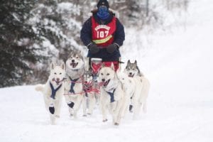 The volunteer coordinators of the John Beargrease Sled Dog Marathon were thrilled to learn that the Grand Portage Band of Lake Superior Chippewa was donating $20,000 to this year’s sled dog races. Just as happy were the dogs (note their smiles in the picture above), who love to run in the cold and snow.