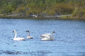 It’s not too often one sees swans in the county, but Elaine Erickson received this rare treat, capturing these beautiful birds in a photograph that she took on the upper Cascade River where these swans had stopped to rest on Thursday, October 6. The picture was taken just below Thompson Falls.